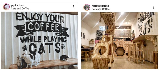 Cats and Coffee Jogja